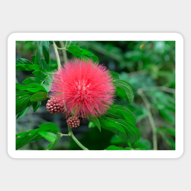 Calliandra (Powder puff plant) Sticker by thadz